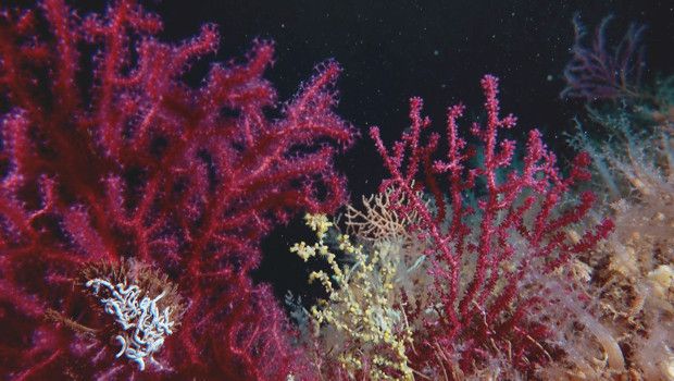 Marmara Denizi’nde Mercan Restorasyonu İçin Yeni Proje Başlatıldı