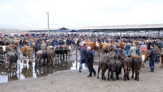 Şarkışla Canlı Hayvan Pazarında Alım Satım Hız Kazanıyor