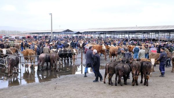 Şarkışla Canlı Hayvan Pazarında Alım Satım Hız Kazanıyor