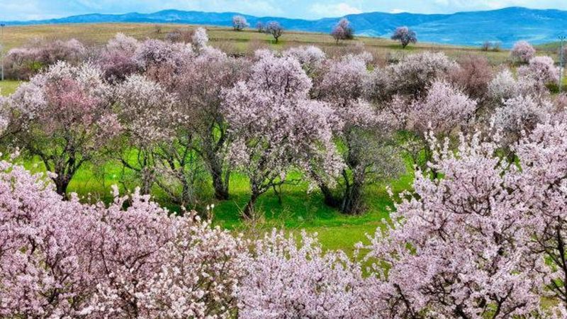 Tunceli Pertek’te Badem Ağaçları Beyaz ve Pembenin Büyüleyici Renkleriyle Çiçek Açtı
