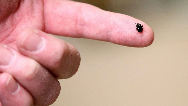 Pfizer ve Valneva'nın Lyme Aşısı Klinik Denemede %70 Etkinlik Gösterdi