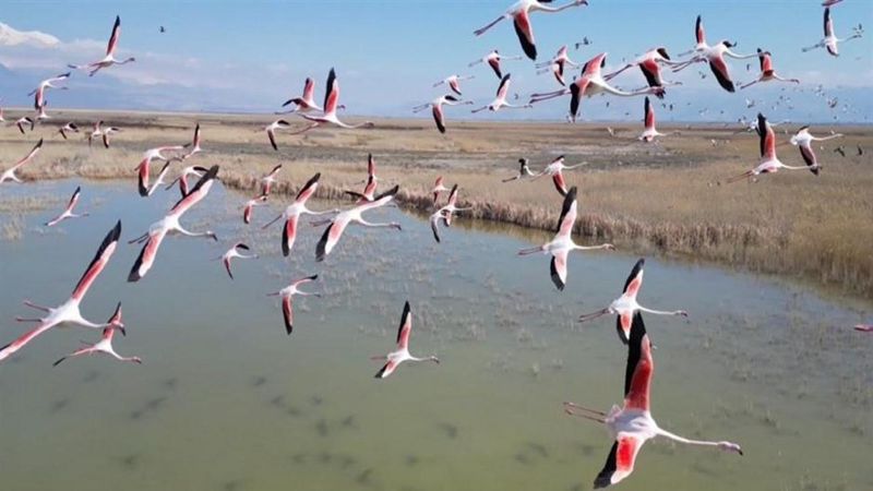 Kayseri'de Flamingo Sürüsü Sultan Sazlığı'nda Görsel Şölen Yarattı