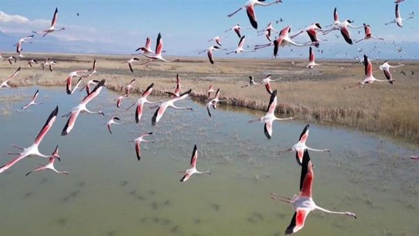 Kayseri'de Flamingo Sürüsü Sultan Sazlığı'nda Görsel Şölen Yarattı