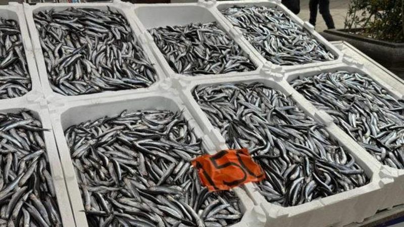 Zonguldak'ta Yerli Hamsi Tezgahlarda Kilosu 150 Liradan Satılıyor