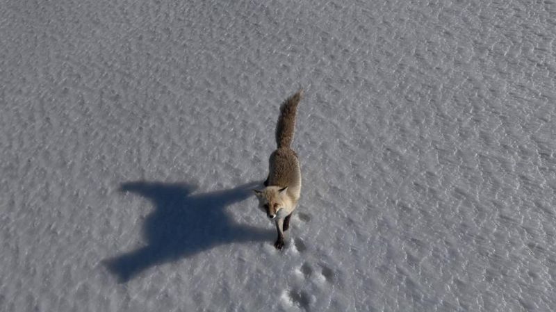 Bitlis Adilcevaz'da Dronla Kaydedilen Tilki Görüntüleri İzleyenleri Büyüledi