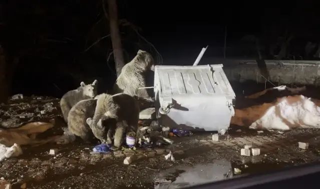 Uludağ'da Kış Uykusundan Uyanan Ayılar Sarıalan'da Yiyecek Ararken Görüntülendi