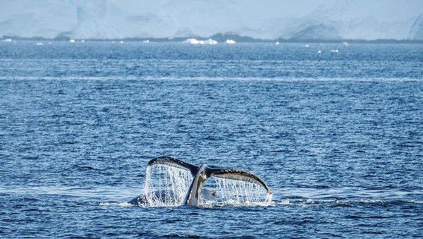 Antarktika’daki 10. Ulusal Bilim Seferi Başarıyla Tamamlandı