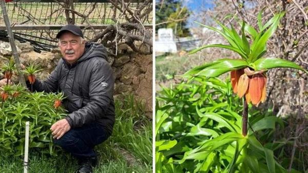 Eskişehir'de Ters Laleler İlkbaharda Renk Saçıyor, Koparan 700 Bin TL Ceza Ödeyecek