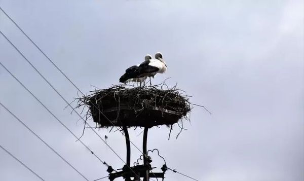 Leylekler Sinop Cuma Ovası’nda Yaz Mevsimini Geçiriyor