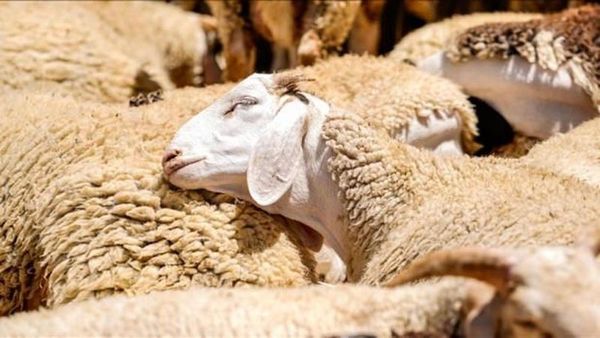 150 Bin Küçükbaş Hayvan Dağıtımı Başladı: Başvuru Süreci ve Şartlar Açıklandı