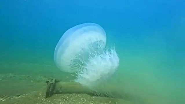 Antalya Körfezi'nde Denizanası Yoğunluğu Kıyılara Ulaştı