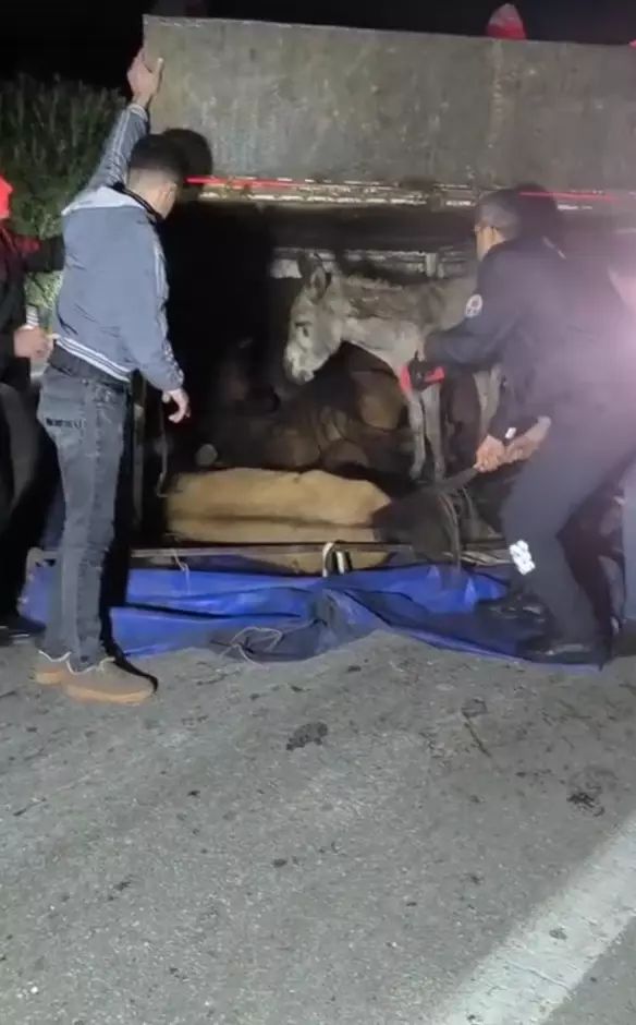Adana'da Devrilen Kamyonet Kasasından Savrulan Eşekler Yaralandı