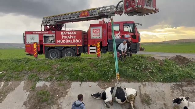 Batman'da Sulama Kanalında Mahsur Kalan İki İnek İtfaiye Tarafından Kurtarıldı