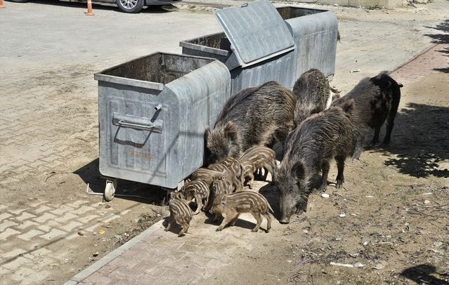 Yaban Domuzları Kuşadası Merkezine İndi, Uzmanlardan Uyarı Geldi