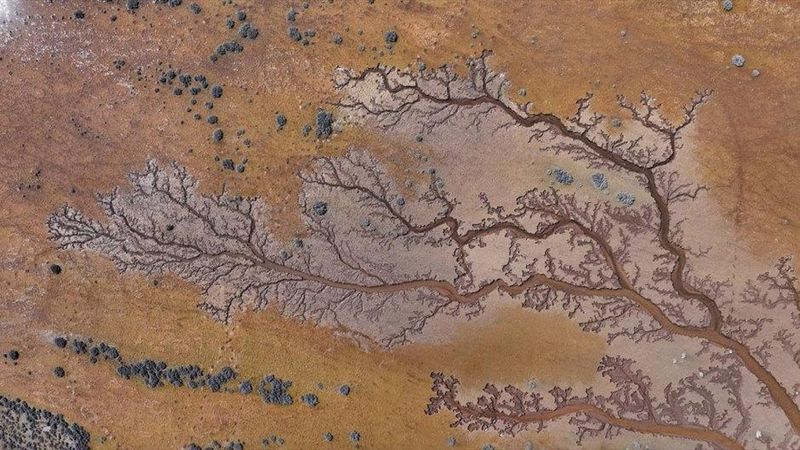 Kayseri’de Tuzla Palas Gölü Havzasında Kendiliğinden Oluşan Hayat Ağacı Görüntüleri