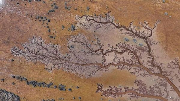 Kayseri’de Tuzla Palas Gölü Havzasında Kendiliğinden Oluşan Hayat Ağacı Görüntüleri