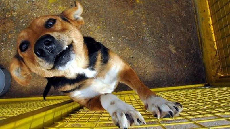 Türkiye'de 15 Bin 800 Yıllık En Eski Köpek DNA’sı Keşfedildi