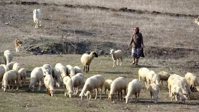 Bursa Harmancık'ta Aile İçi Cinayet: Ayşe Eken Öldürüldü, İki Kişi Yaralandı