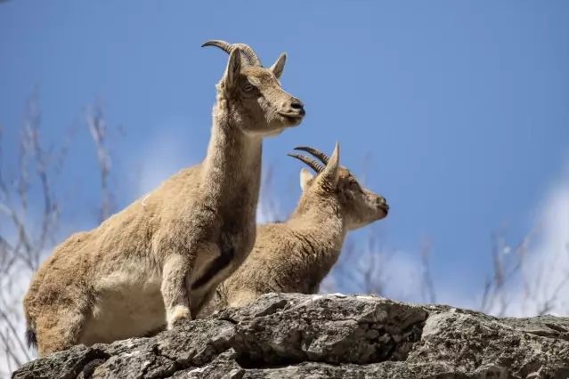 Munzur Vadisi Milli Parkı'nda Yaban Hayatı Görüntülendi