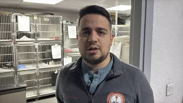 Zonguldak'ta Kedinin Midesinden Endoskopiyle Vakumlu Tutucu Çıkarıldı