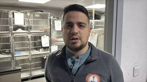 Zonguldak'ta Kedinin Midesinden Endoskopiyle Vakumlu Tutucu Çıkarıldı