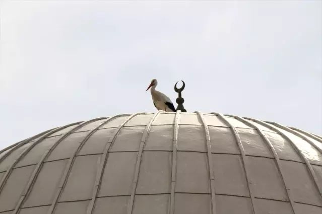 Serik'te Leylek Yuvası Güvenli Bölgeye Taşındı