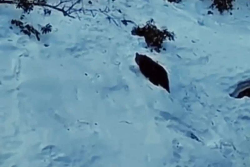 Ayder Yaylası'nda Ayı Yeniden Görüldü, Doğa Tutkunları Heyecanlandı