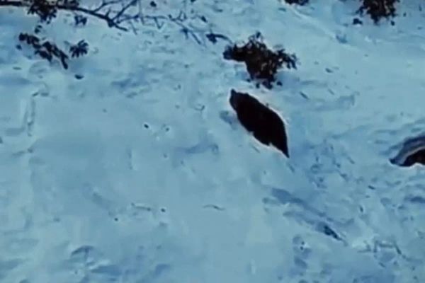 Ayder Yaylası'nda Ayı Yeniden Görüldü, Doğa Tutkunları Heyecanlandı