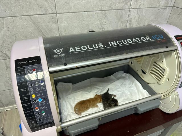 Düzce İtfaiyesi, Kanala Düşen İki Yavru Kediyi Kalp Masajıyla Kurtardı