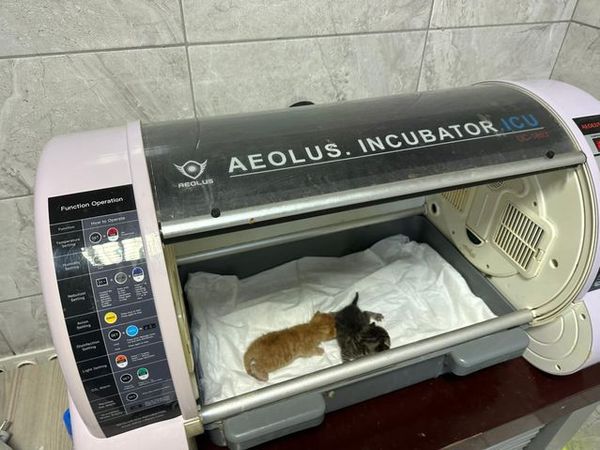 Düzce İtfaiyesi, Kanala Düşen İki Yavru Kediyi Kalp Masajıyla Kurtardı