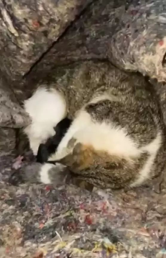 İskenderun'da Mazgal Altında Mahsur Kalan Anne Kedi ve Yavruları Kurtarıldı