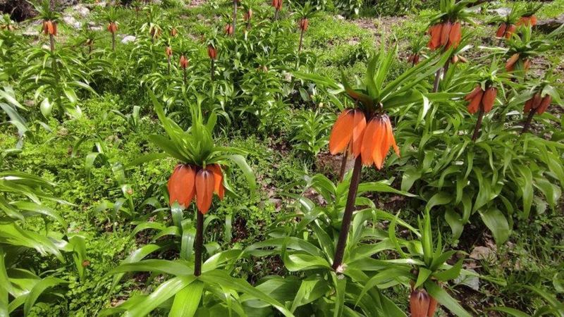 Batman’ın Sason İlçesinde Endemik Ters Laleler Görsel Şölen Sunuyor