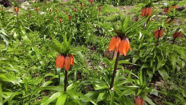 Batman’ın Sason İlçesinde Endemik Ters Laleler Görsel Şölen Sunuyor