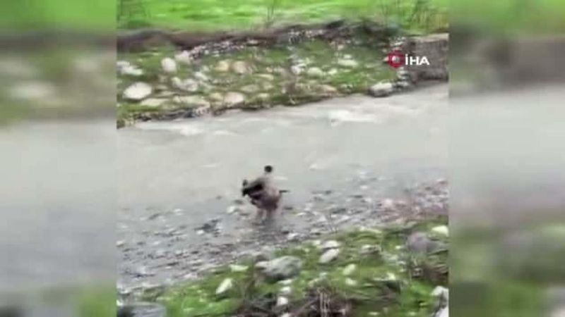 Siirt'te Dereye Düşen Buzağı Polis Ekipleri Tarafından Kurtarıldı