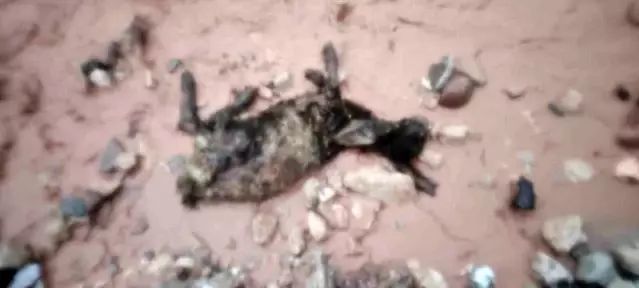 Şırnak'ta Sağanak Yağış Göçerlerin Yaşamını Etkiledi