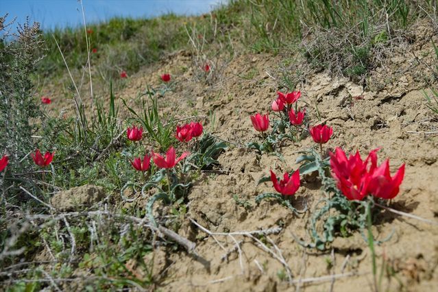 Mut’ta Açan Dağ Laleleri Arılar İçin Önemli Besin Kaynağı Oldu