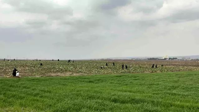 Batman'da Ücretsiz Lahana Dağıtımı Yoğun İlgiyle Karşılandı