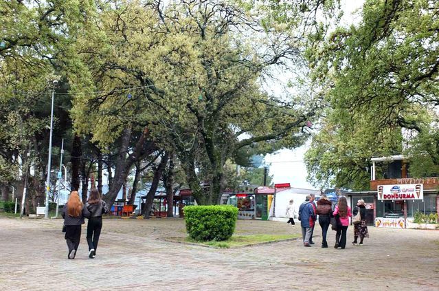 Ören Mahallesi'ndeki Tarihi Meşe Ağaçları Baharla Canlandı
