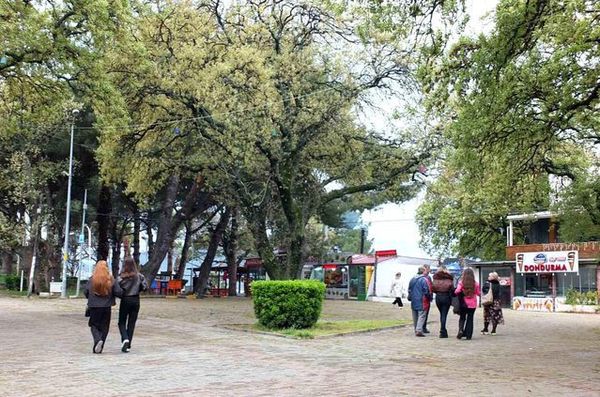 Ören Mahallesi'ndeki Tarihi Meşe Ağaçları Baharla Canlandı