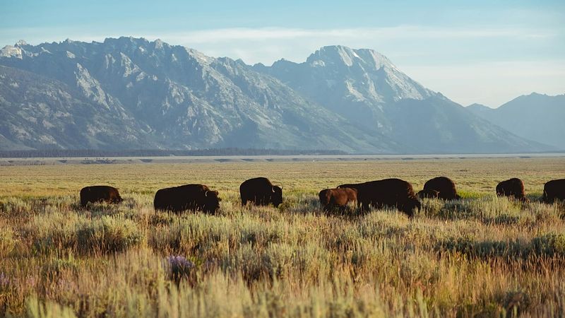 Avrupa Bizonlarının Geri Dönüşü Kıta İçin Çevresel Kazançlar Sağlıyor
