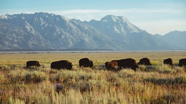Avrupa Bizonlarının Geri Dönüşü Kıta İçin Çevresel Kazançlar Sağlıyor