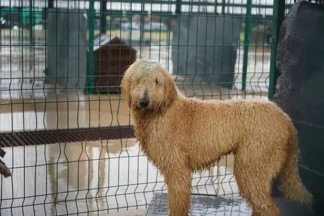 Edirne Belediyesi, İzinsiz Üretimden Alınan Cins Köpekleri Sahiplendiriyor