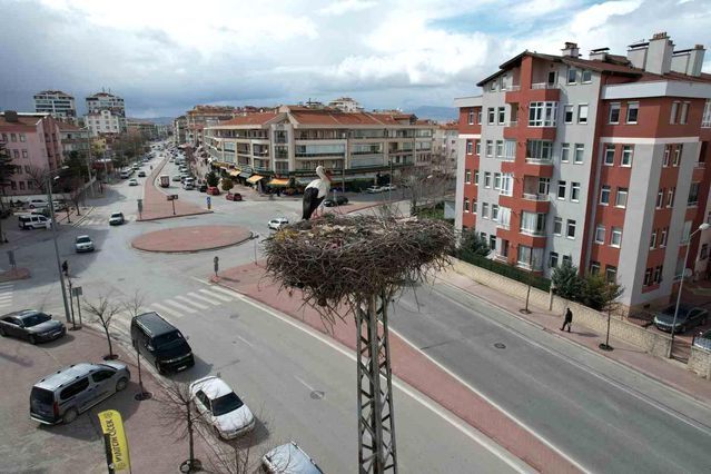 Konya'da Leylekler Bahar Aylarında Yıllık Yuvaya Döndü