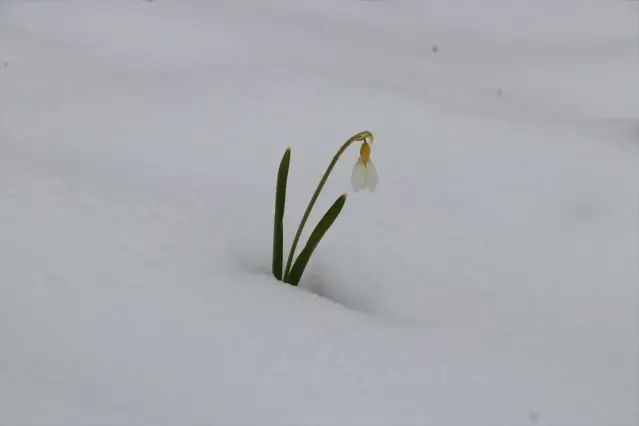 Konya Hadim'de Kardelenler Karla Kaplandı