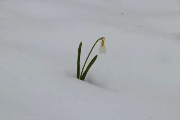 Konya Hadim'de Kardelenler Karla Kaplandı