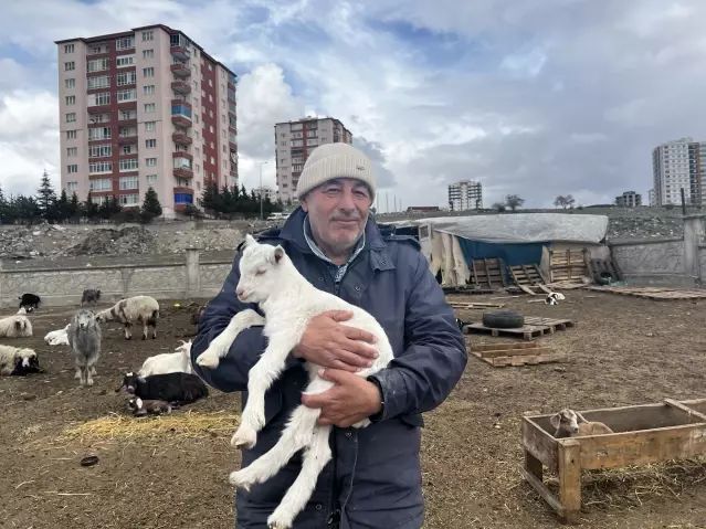 Kayseri'de Yabani Hayvan Saldırısı Sonrası 11 Keci Öldü