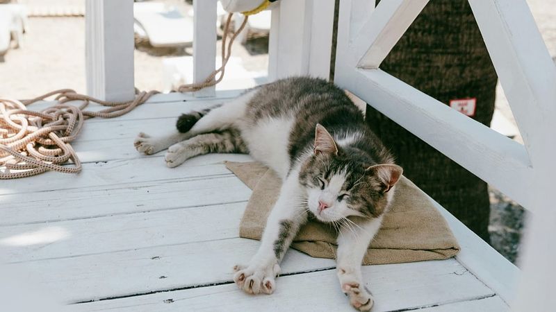 Fabled Voyages, Evcil Hayvanlarla Yaşamı Mümkün Kılan 'Pets Onboard' Programını Başlatıyor