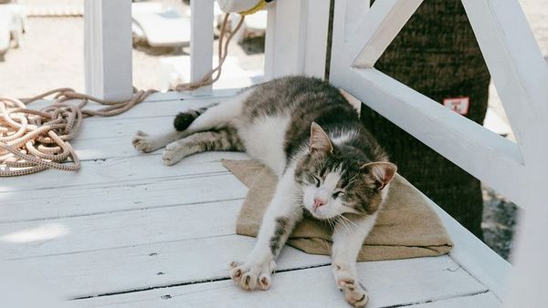 Fabled Voyages, Evcil Hayvanlarla Yaşamı Mümkün Kılan 'Pets Onboard' Programını Başlatıyor