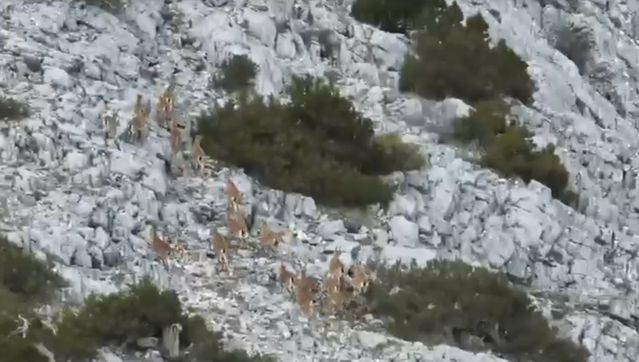 Muğla'da Yaban Keçileri Termal Kameralı Dronla Takip Edildi