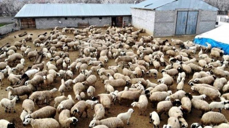 Samsun'da İnternet Üzerinden Koyun Satışı Dolandırıcılığı: 110 Koyun ve 3 Yıllık Alacak Kaybı